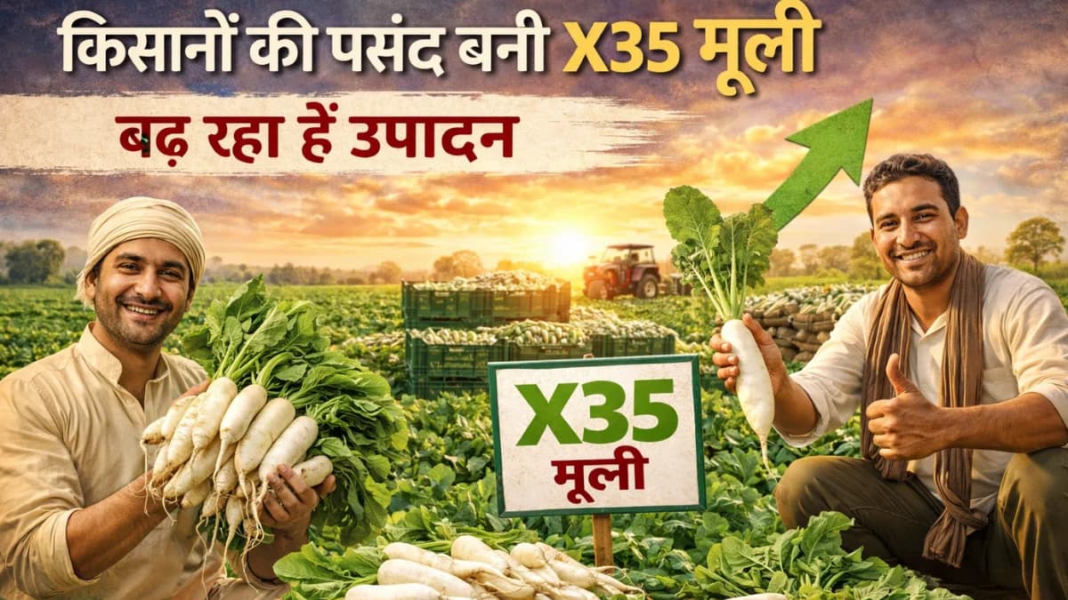 X35 मूली की खेती: किसानों के लिए उन्नत मूली की किस्म