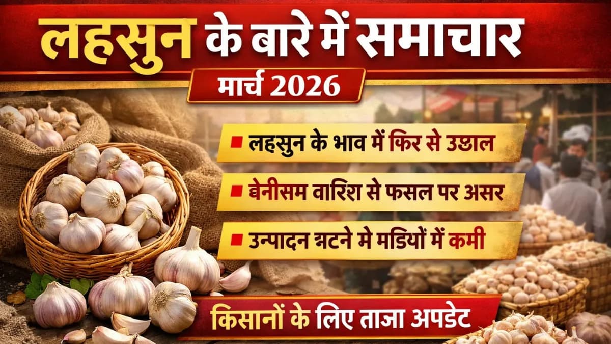 लहसुन की खेती मार्च 2026: नई तकनीक और बाजार की स्थितियां
