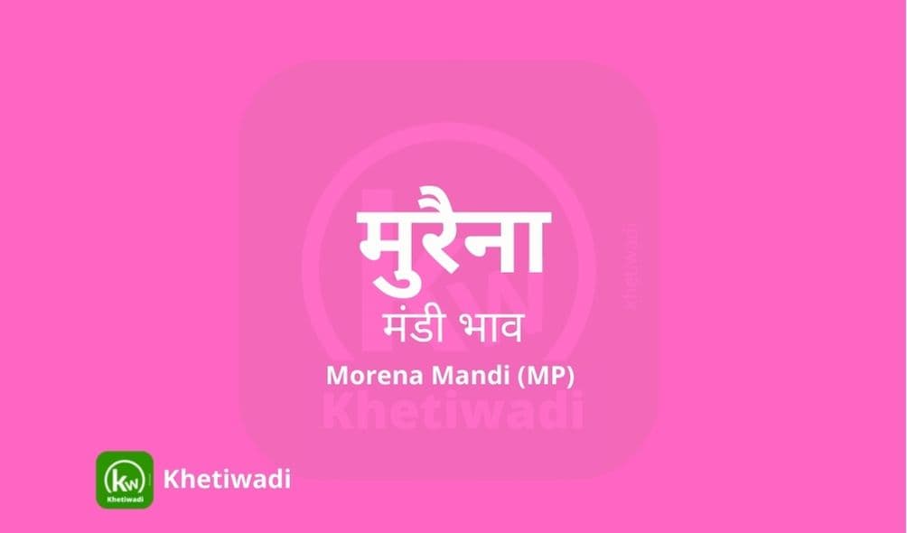 Morena Mandi - मुरैना मंडी मंडी भाव 17-03-2025