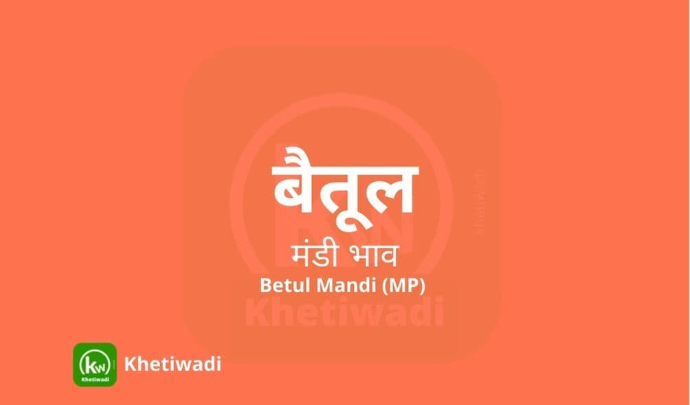 बैतूल मंडी मंडी भाव - Betul Mandi Bhav