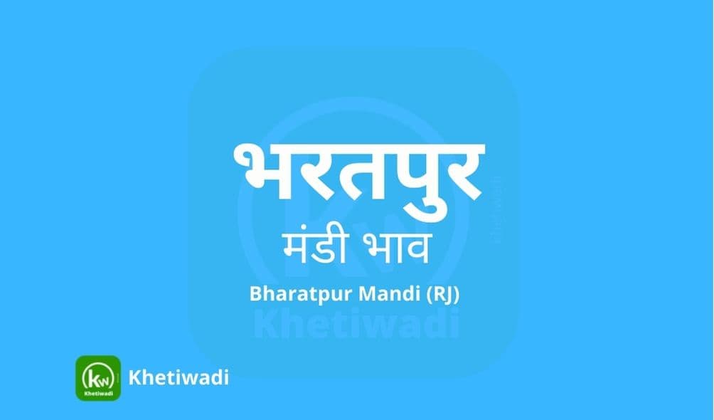 Bharatpur Mandi - भरतपुर मंडी मंडी भाव 23-12-2024
