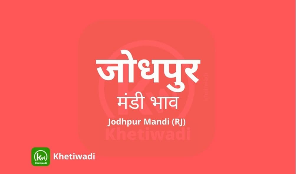 Jodhpur Mandi - जोधपुर मंडी मंडी भाव 19-12-2024