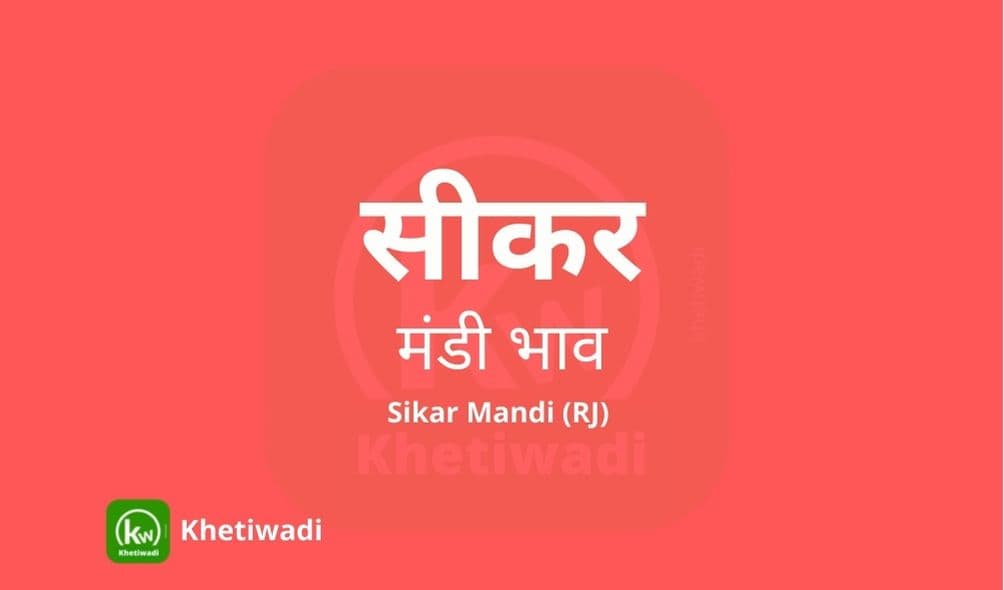 Sikar Mandi - सीकर मंडी मंडी भाव 31-12-2024