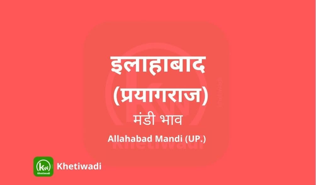 Prayagraj Mandi - इलाहाबाद मंडी मंडी भाव 08-10-2021