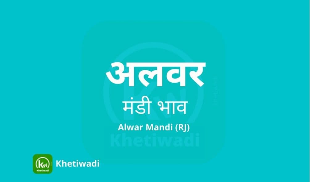 Alwar Mandi - अलवर मंडी मंडी भाव 14-08-2023