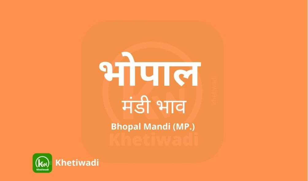 Bhopal Mandi - भोपाल मंडी मंडी भाव 28-05-2024