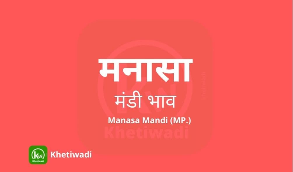 Manasa Mandi - मनासा मंडी मंडी भाव 31-10-2023