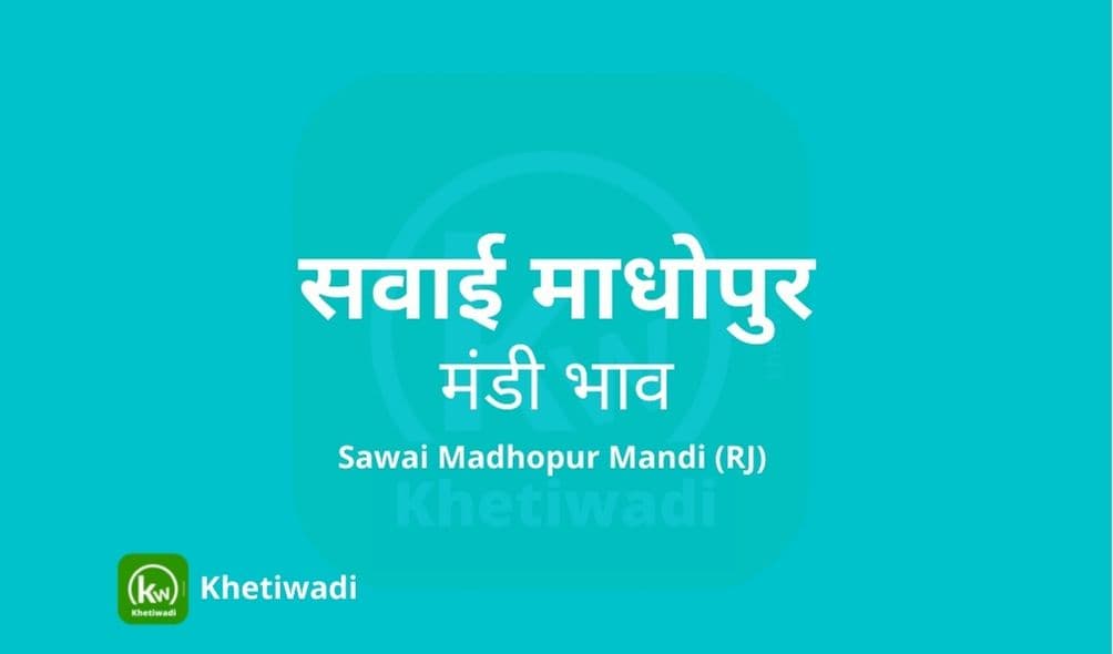 Sawai Madhopur Mandi - सवाई माधोपुर मंडी मंडी भाव 09-04-2025