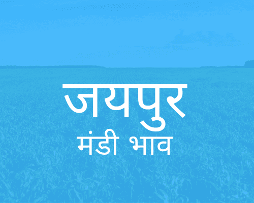 Muhana Mandi Jaipur - जयपुर मंडी मंडी भाव 21-05-2024