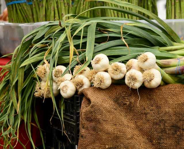 /media/tips/images/Garlic-price-in-india.JPG