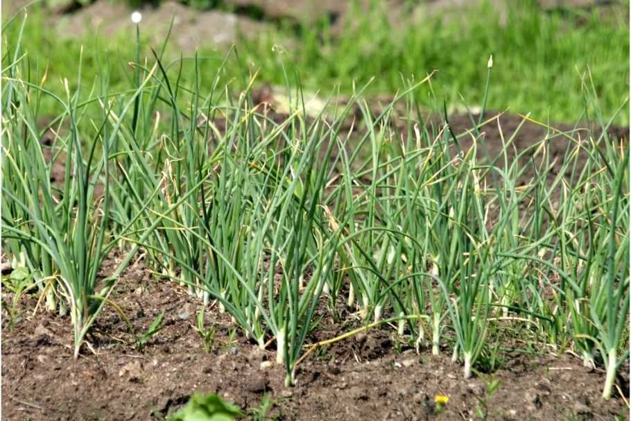 /media/tips/images/_Control-of-weeding-and-weeding-in-garlic-crop-khetiwadi.jpg