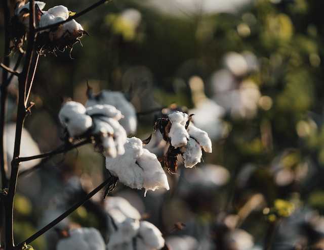 /media/tips/images/cotton-farming.jpg