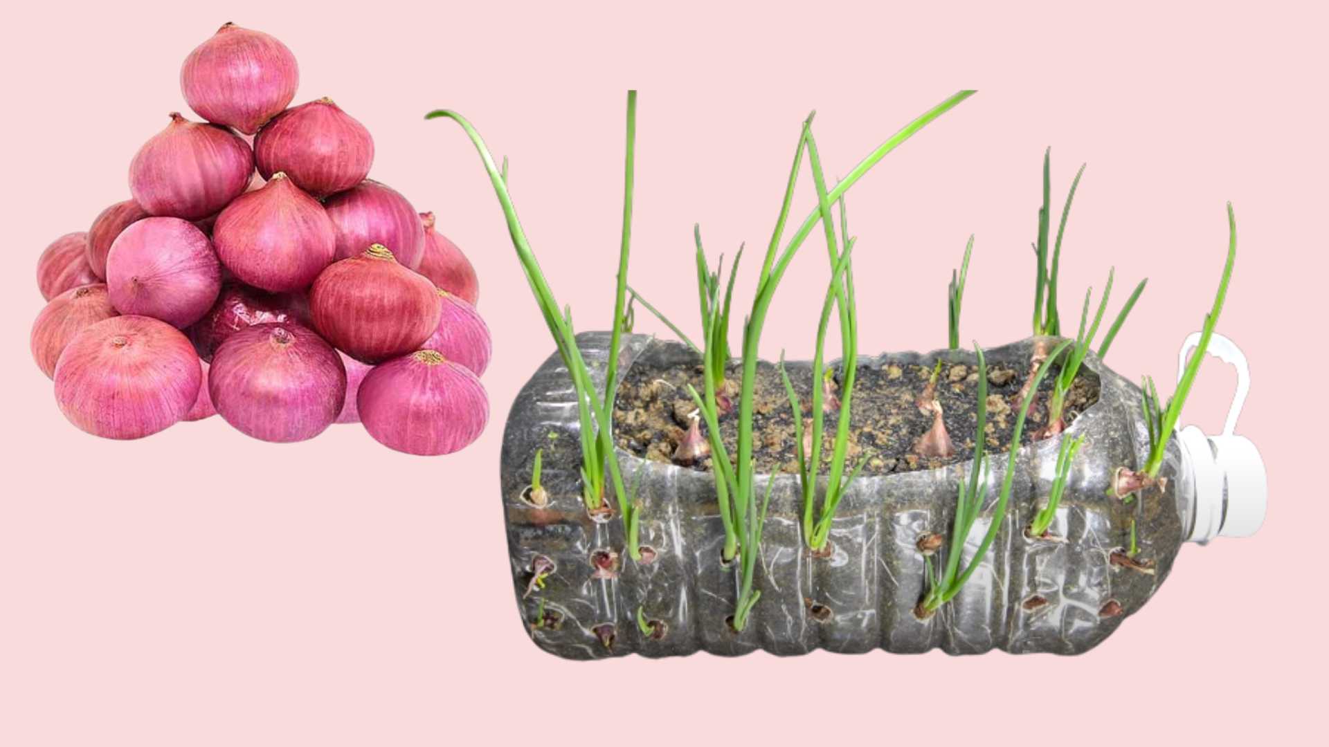 /media/tips/images/green-onion-plant-in-plastic-bottle-container-khetiwadi.jpg